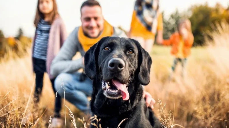 akc comparison - header