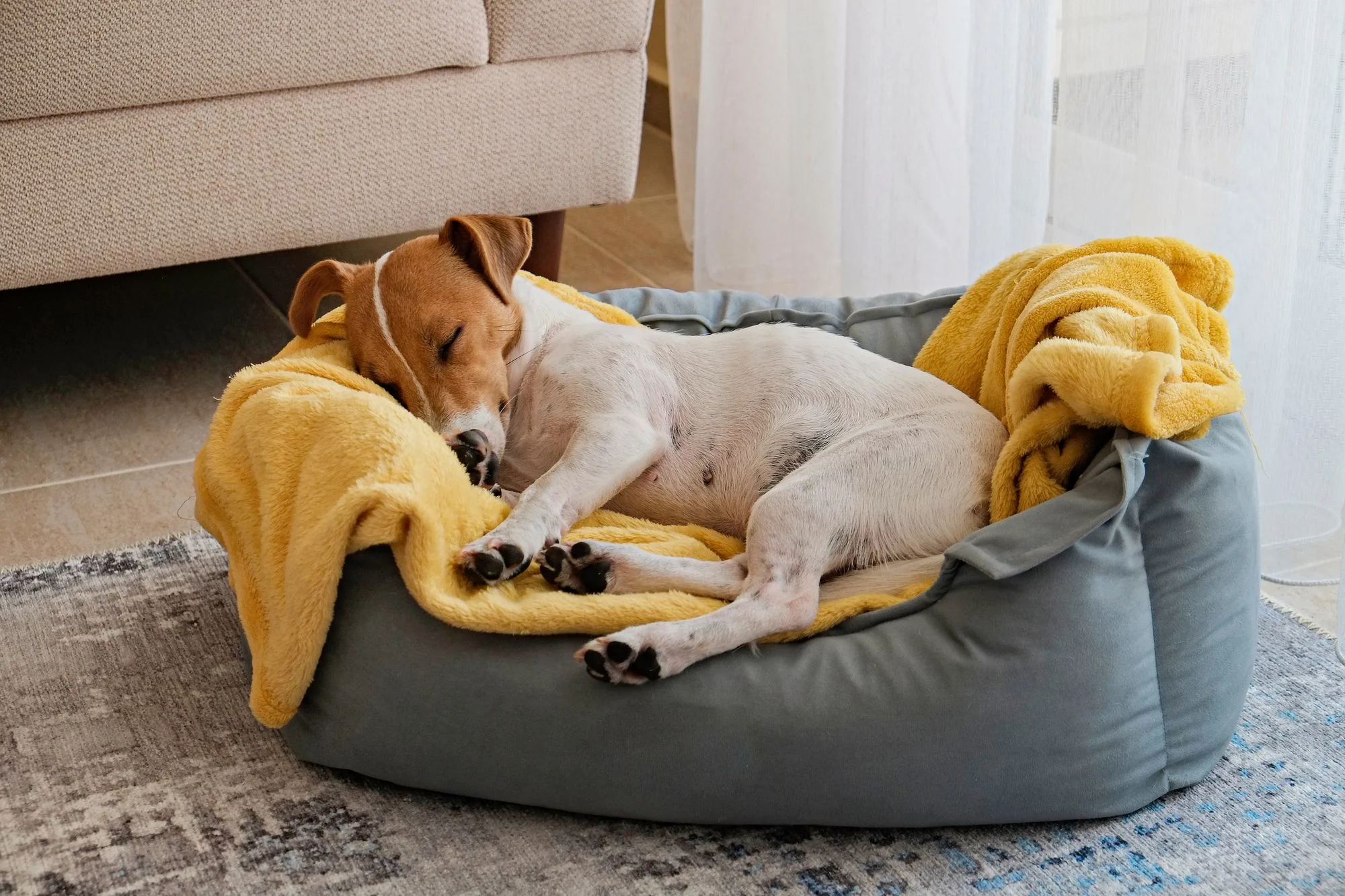 Dog laying in bed with a yellow blanket