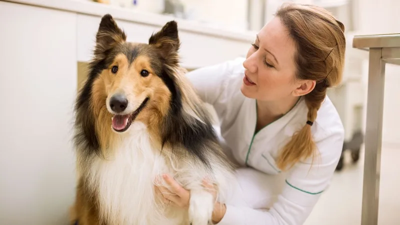 akc-choosevet-header-new.jpg
