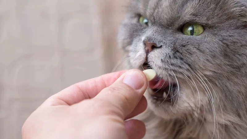 pet supplements header