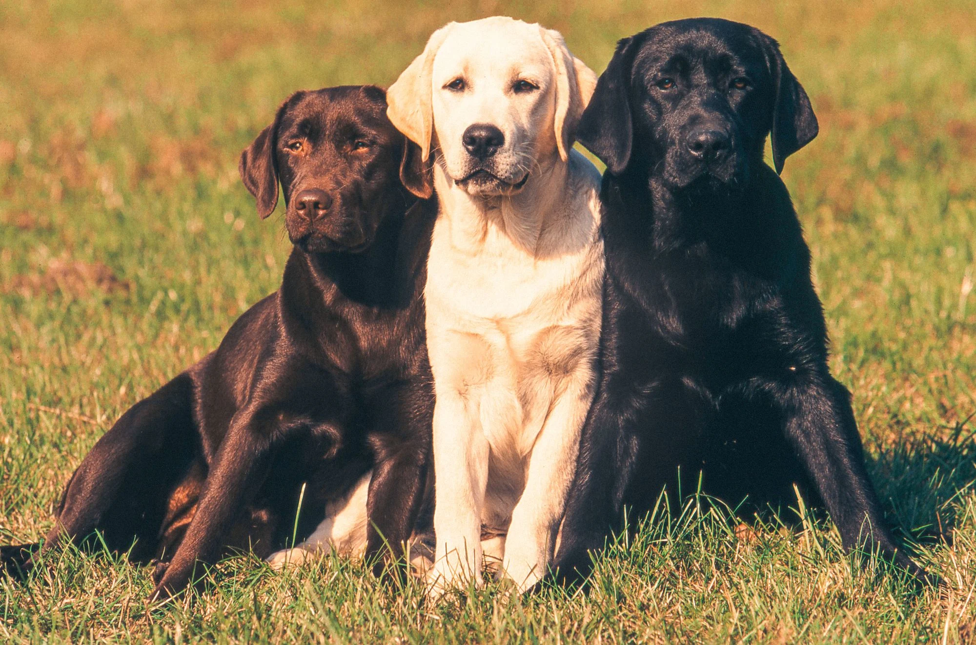Three Labrador Retievers sitting in the grass
