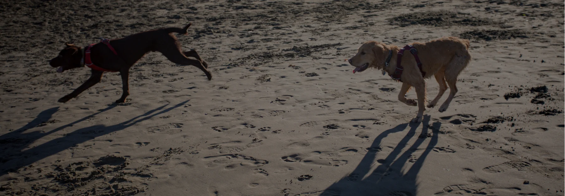 Two dogs running on the beach