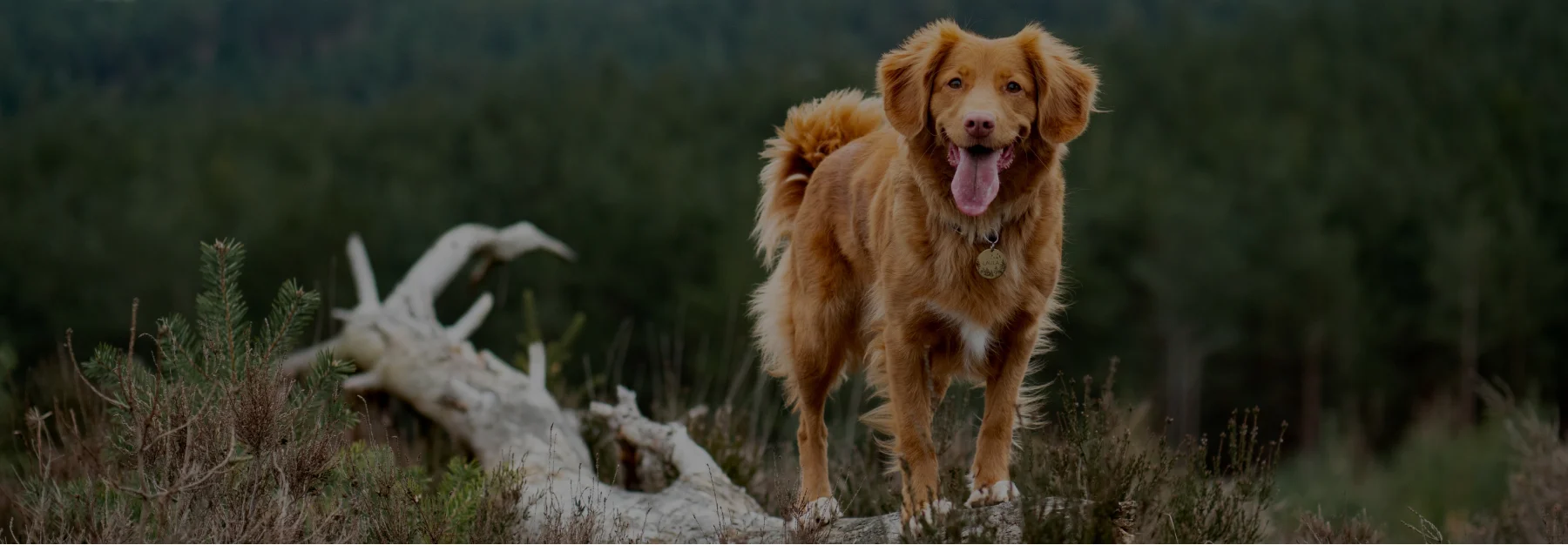 Dog in the woods on a log.