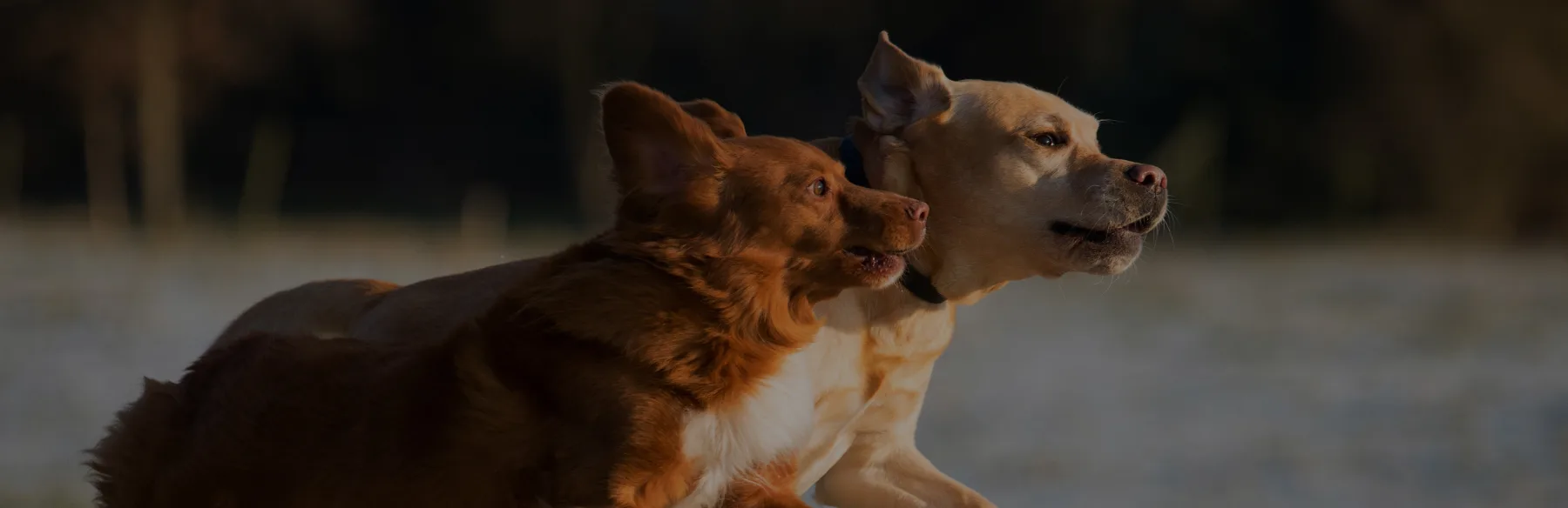 Two dogs running beside eachother.