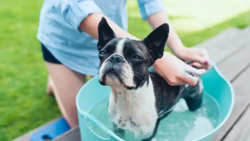 dog-bath-header.jpg
