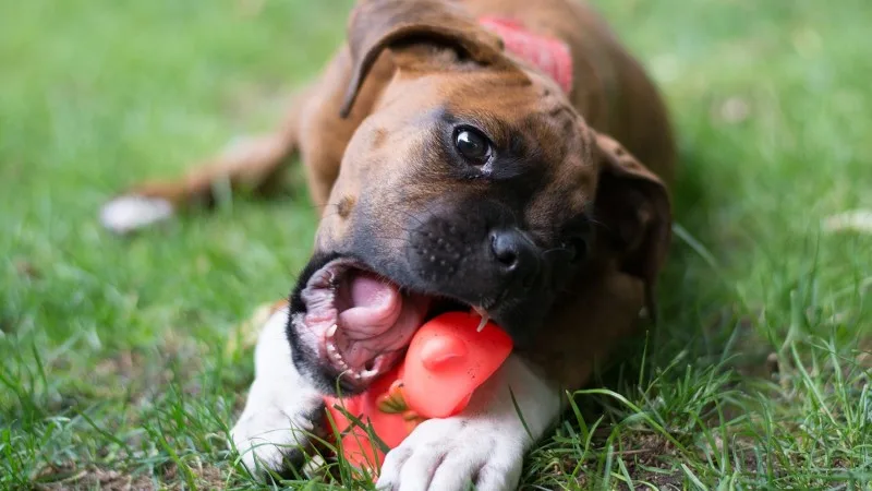 Puppy in the grass chewing a toy
