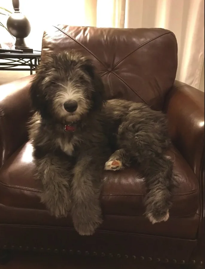 Long haired dark gray dog with white snout and big paws sitting on leather brown chair