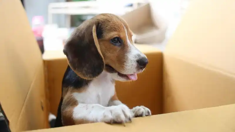 a beagle puppy sitting happily in a cardboard box