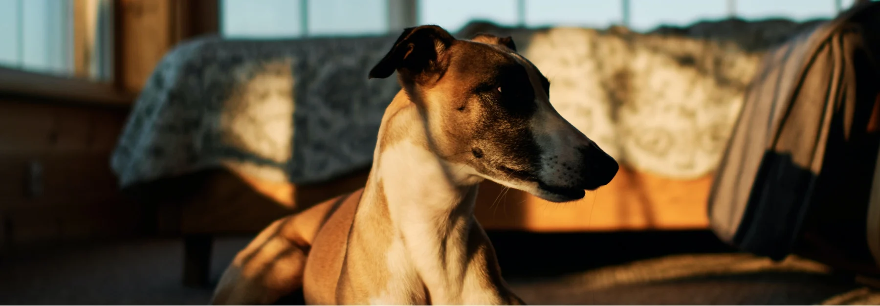 Whippet in a bedroom on the floor