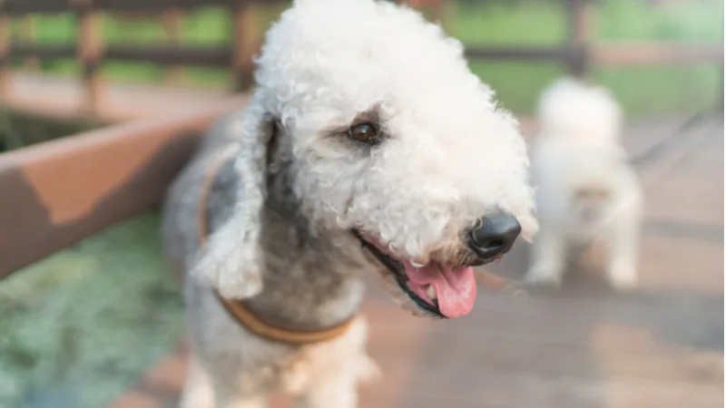 Close up of a poodle