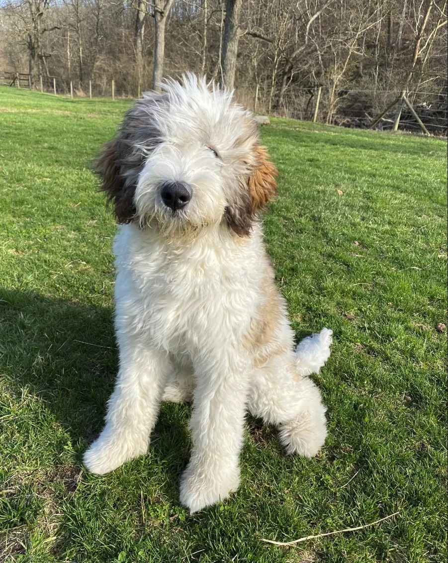 Long haired white dog with black and brown face ready to play in grass