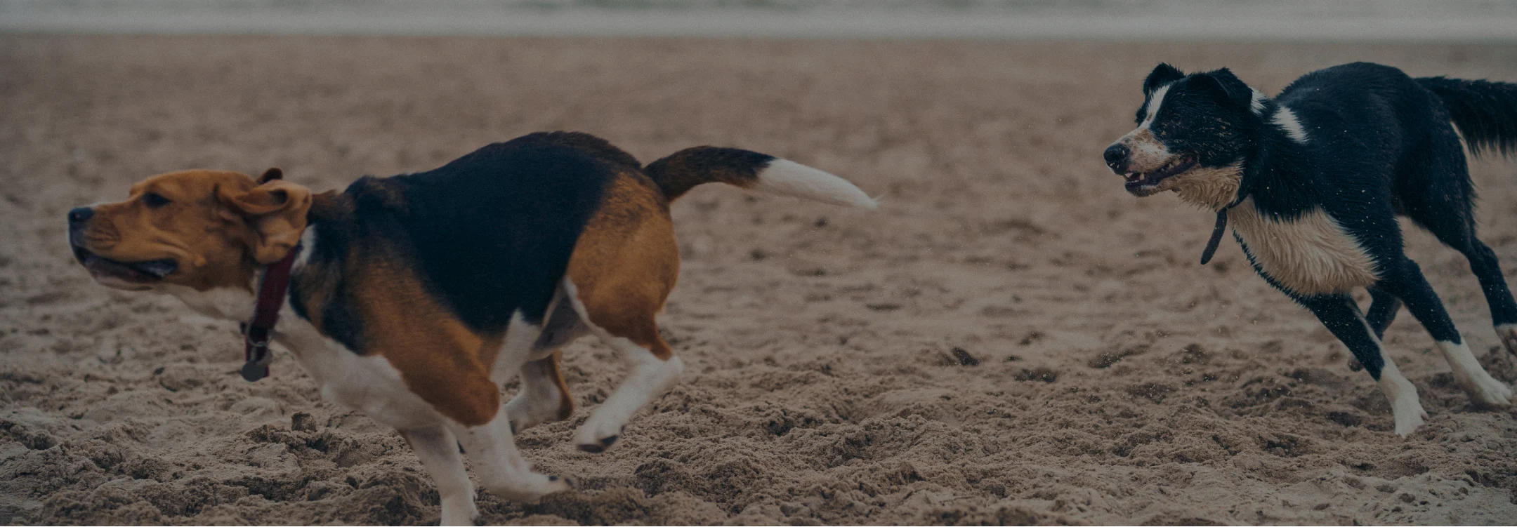 photo of two dogs running in sand on the beach