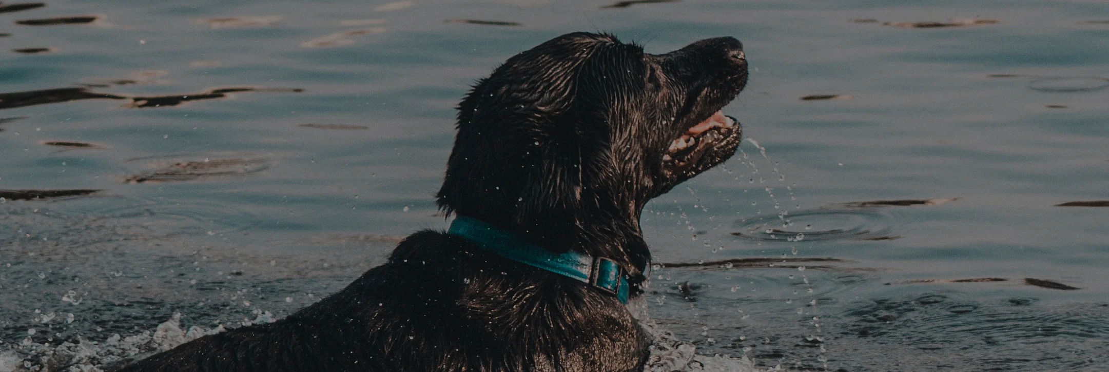 Photograph of a dog in a river