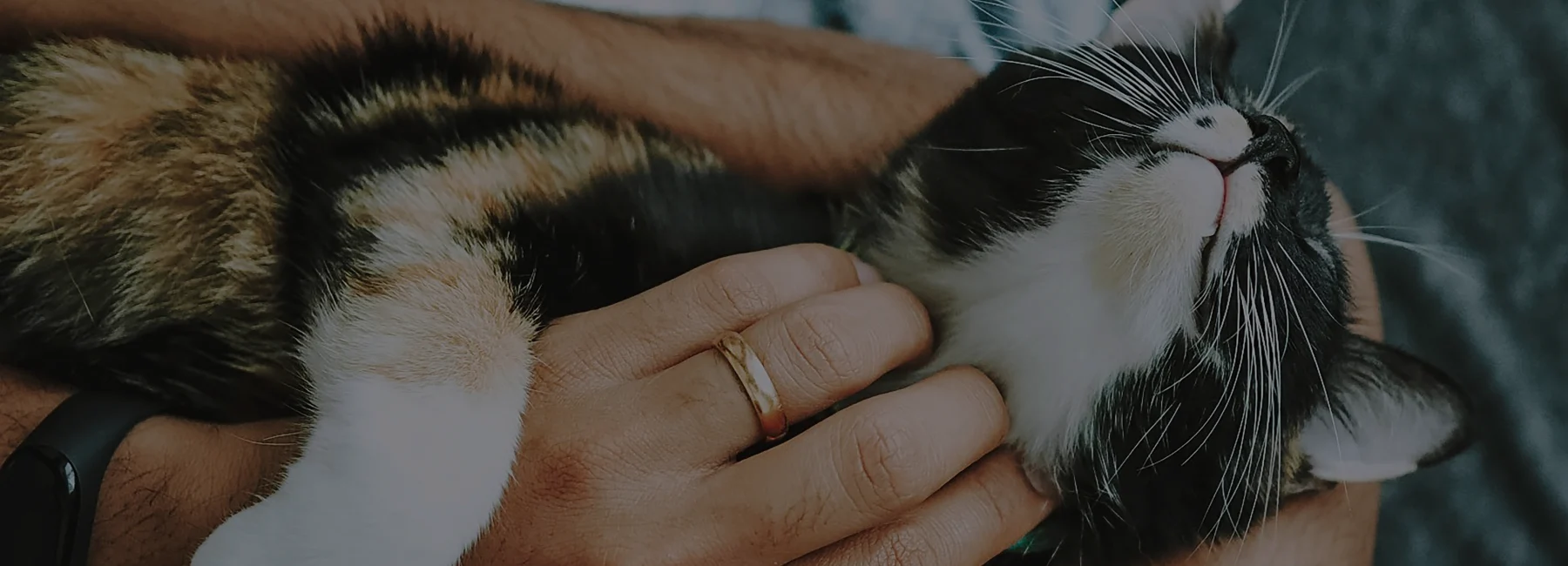Photo of a cat getting chin scratches 