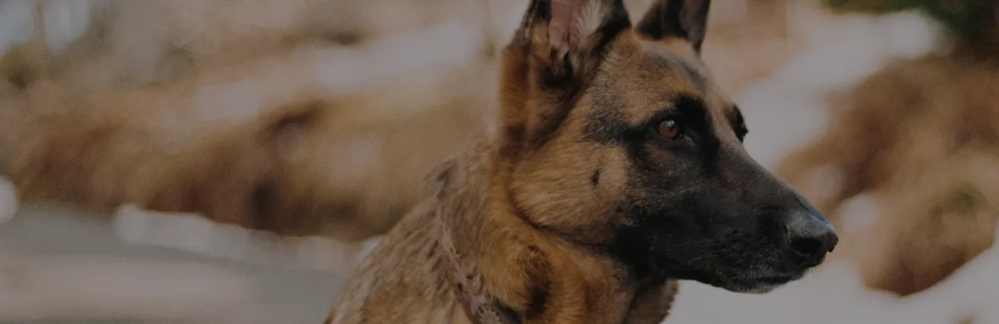 German Sheppard close up on face.