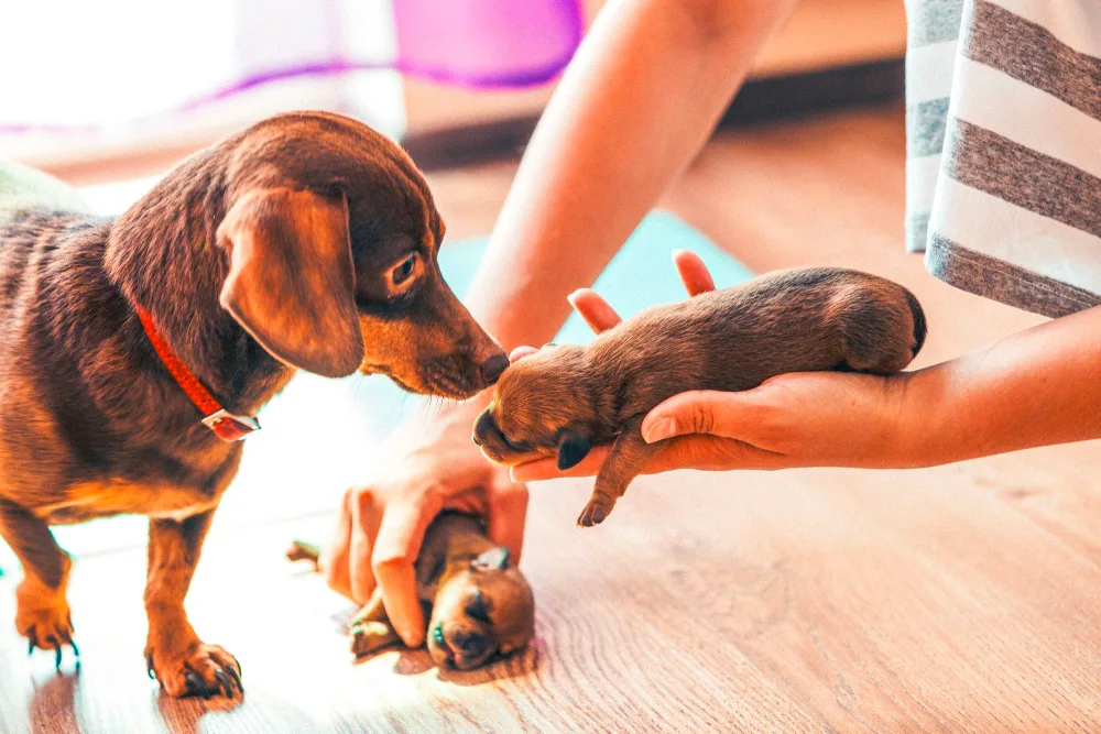 Dog with two puppies