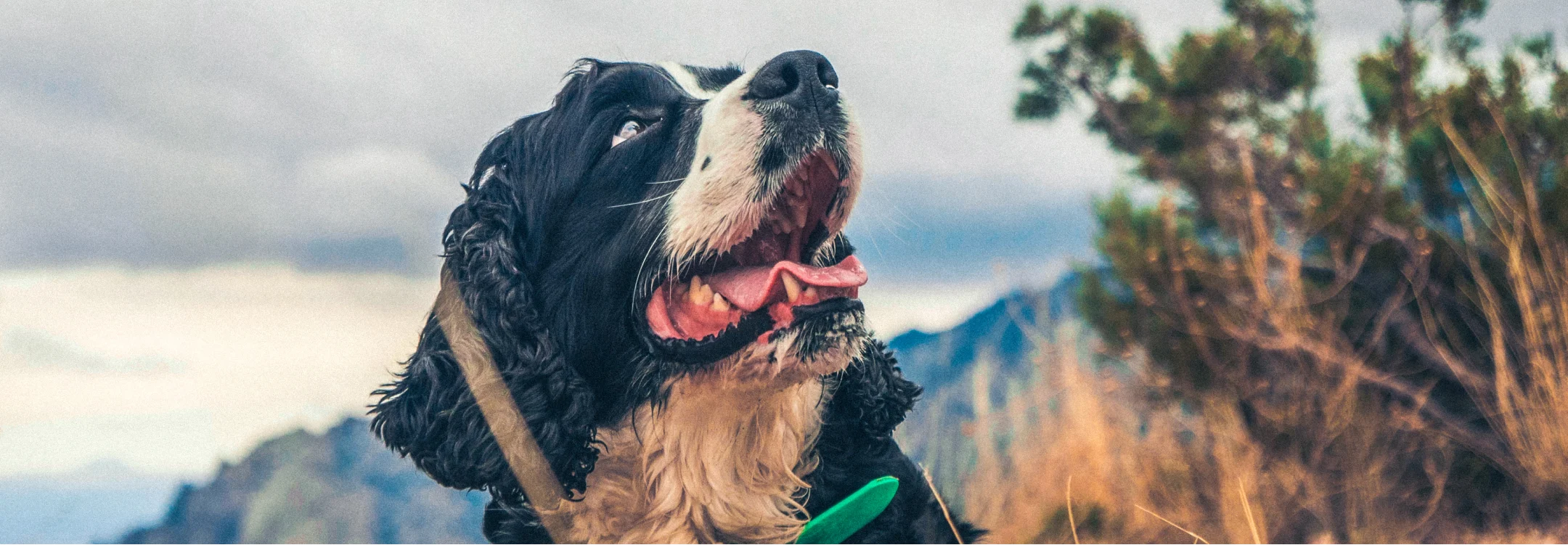 photo of curly haired black and white dog looking up to the sky with mountains in the background