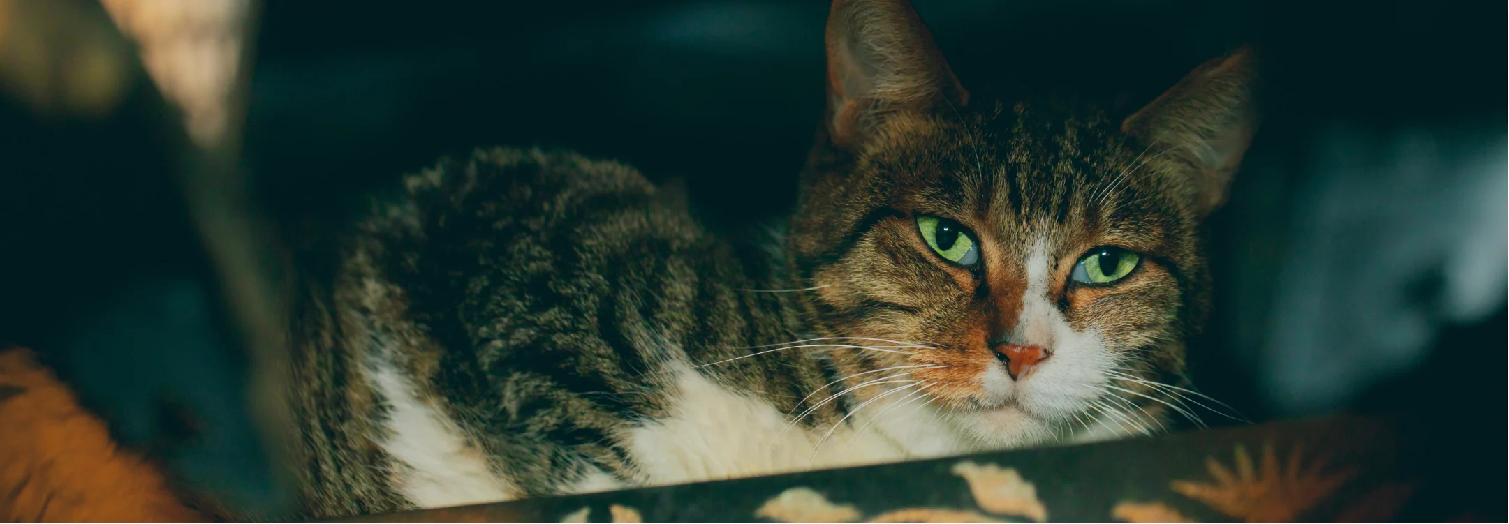 close up photo of coy cat with luminous green eyes sitting in front of abstracted painterly background
