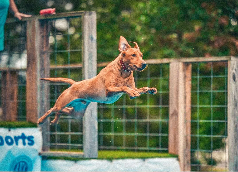 Labrador Retriever dock diving