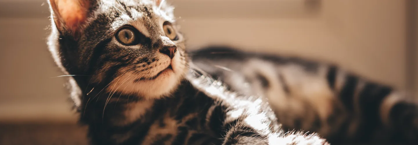 Coverage page cat asset